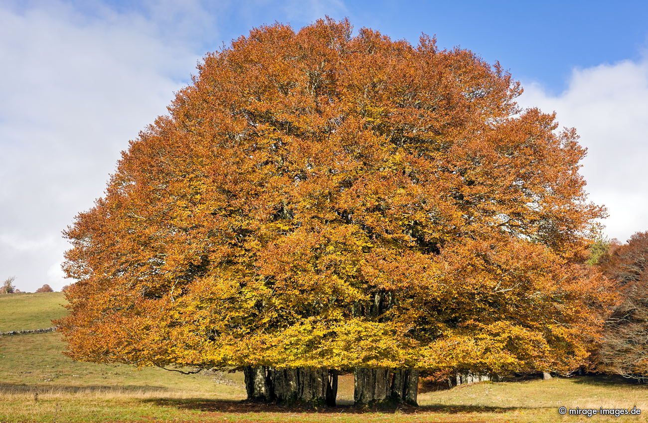 multi-stem beech tree in autumn
Creux du Van
Schlüsselwörter: autumn1
