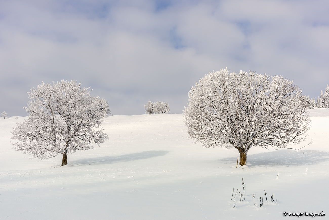 Tree sfull of snow
La Chaux-de-fonds
Schlüsselwörter: winter1