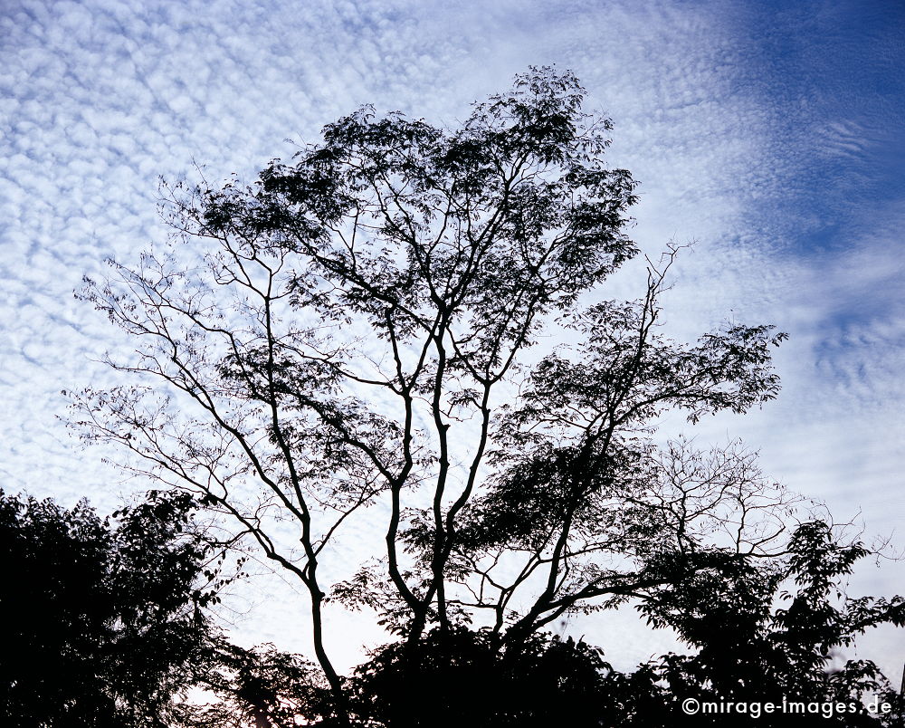 Tropical Tree
Oudomxay
Schlüsselwörter: trees1, Vegetation, Natur, Holz, GewÃ¤chse, Baum, Ã¼ppig, wildnis, wild, tropisch, Dschungel, Wachstum, Himmel, Wolken, blau, Gegenlicht, BÃ¤ume,