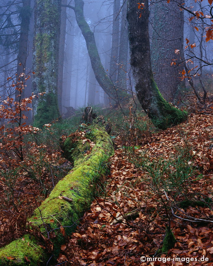 Wald
Nationalpark Bayrischer Wald
Schlüsselwörter: autumn1, Baum, tree, Herbst, autumn, Moos, moss, Laub, leaves, Wildnis, wilderness, wild, feucht, humide, grÃ¼n, green