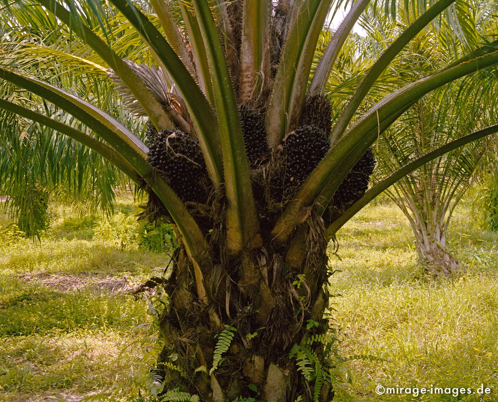 Oil palm
Krabi
Schlüsselwörter: plants1, Treibstoff, Sprit, Ã–kologie, Pflanze, Benzin, Ã–l,