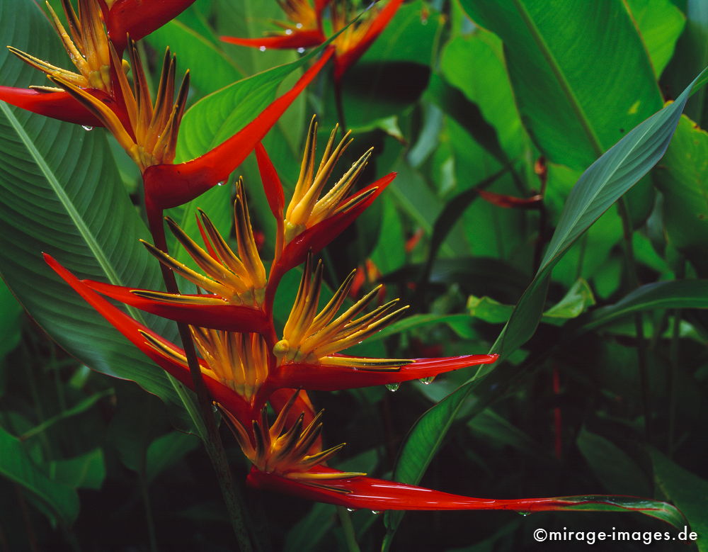 Papageienblume
im Khao Sok National Park
Schlüsselwörter: thailand1