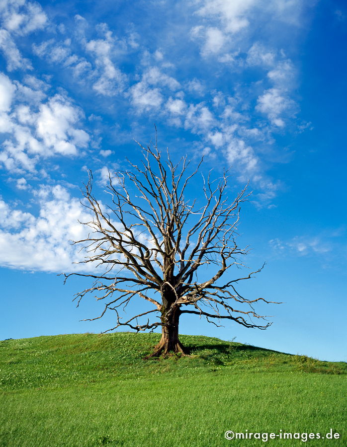 Dead Tree
Moosham
Schlüsselwörter: trees1, abgestorben, tod, mÃ¤chtig, Holz, Natur, natÃ¼rlich, ausgewaschen, Baum, BÃ¤ume, VergÃ¤nglichkeit, gross, Himmel, blau, Wiese,