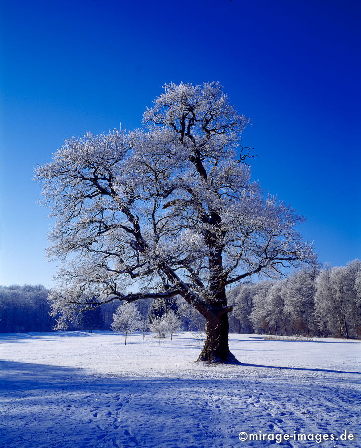 Old Oak
Steinfurt
Schlüsselwörter: trees1, Winter, Eis, Schnee, KÃ¤lte, kalt, blau, Frost, trees1