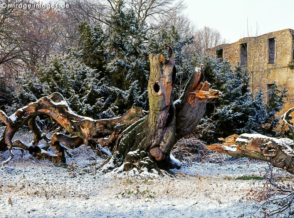 Death of a tree
Bochum
Schlüsselwörter: trees1, Baum, Ruine, Winter, Schnee,