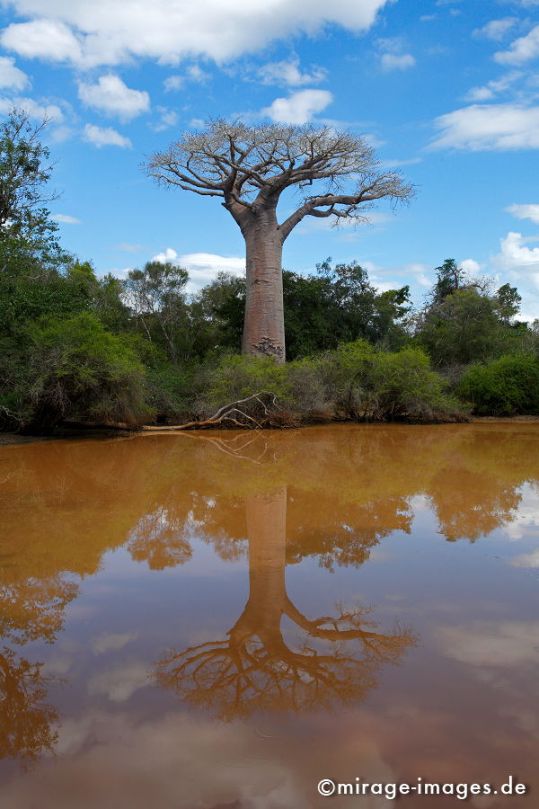 Baobab
Madagaskar
Schlüsselwörter: Affenbrotbaum, Sukkulent, Savanne, heilig, rÃ¤tselhaft, Vergangenheit, GedÃ¤chtnis, Ã¼berleben, Relikt, Seltenheit, eindrucksvoll, Heirat, verbunden, Bund, Naturwunder,