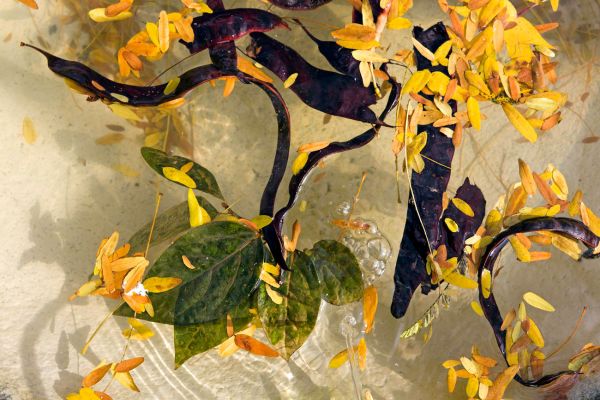Brunnen
Lausanne
Schlüsselwörter: Herbst Herbstfarben Landschaft farbig leuchtend warm BlÃ¤tter Baum BÃ¤ume Wasser Brunnen OberflÃ¤che schwimmen Pflanze Botanik Flora filigran SchÃ¶nheit Natur