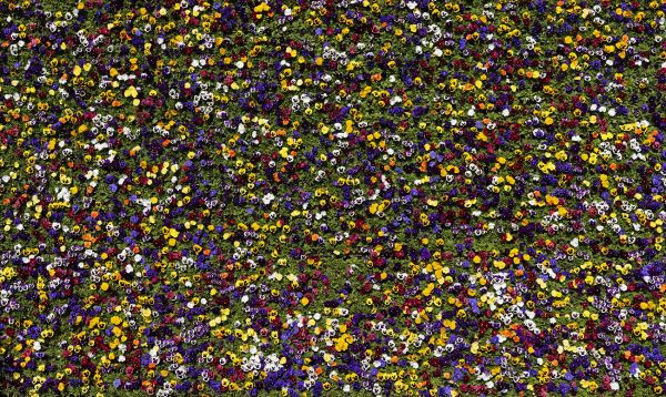 Pansy Viola
Lausanne
Schlüsselwörter: StiefmÃ¼tterchen Fantasie farbig Farbspektrums grÃ¼n bunt farbenfroh Farbenpracht Meer Blumen Wand  BlÃ¼te blÃ¼hen Ã¼ppig Flora Veilchen Freidenker Freundschaft Treue lieblich Dekoration Blumenwand Gartenbaukunst nett bescheiden unkompliziert vertraut 