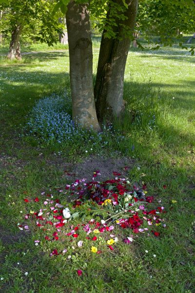 Friedgrab im Park Pansevitz
RÃ¼gen
Schlüsselwörter: Trauer Grab BegrÃ¤bnis Errinnerung Wiese Baum Ruhe Frieden Tod begraben friedvoll Park Blumen WÃ¼rde 
