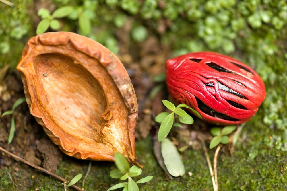 Nutmeg
Dominica
