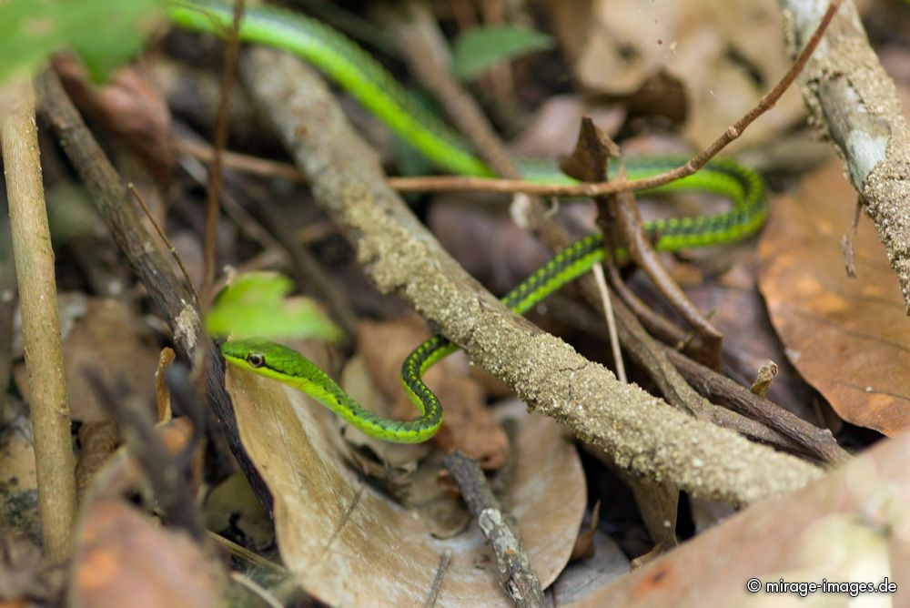 Green Snake
Havelock Island
Schlüsselwörter: animals1