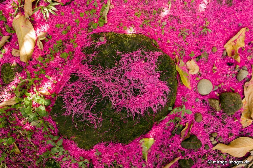 Carpet of Flowers
Wotton Waven
Schlüsselwörter: Natur, dekorativ, Pink, SchÃ¶nheit, warm, natureart1, flowers1,