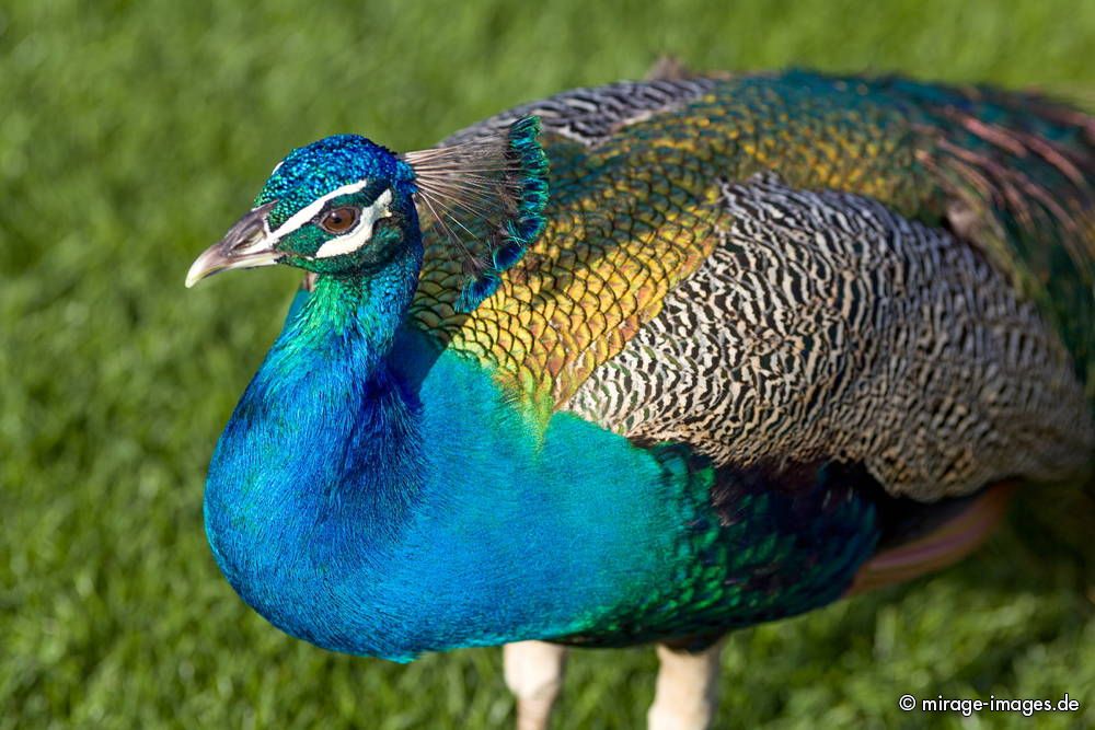 Peacock in the Garden of Sheikh Rashid's Zabeel Palace
Dubai

