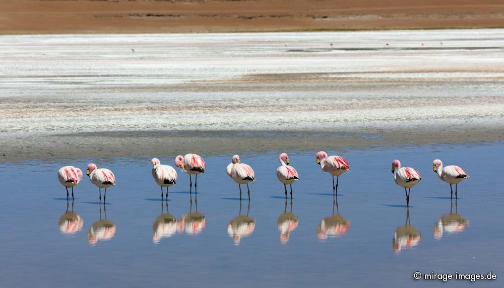 Flamingos
