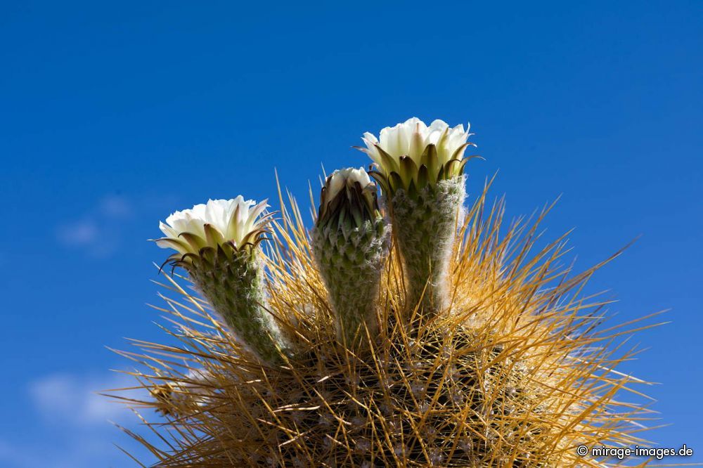 Cactus Flowers
 Isla Incahuasi  - Uyuni
Schlüsselwörter: plants1