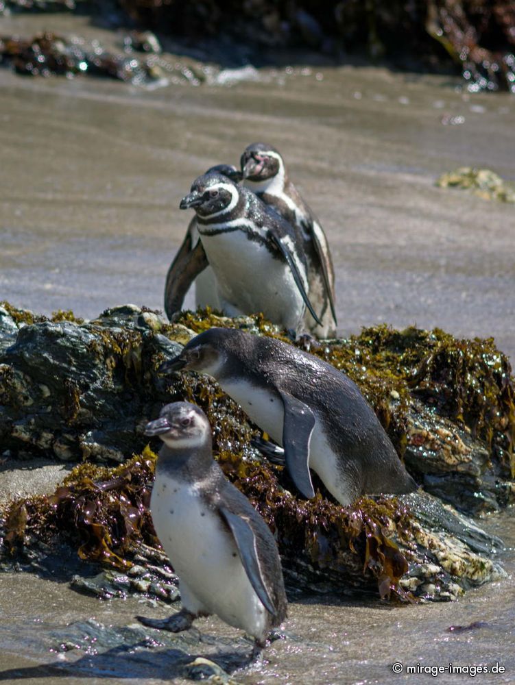 Penguins
Chiloé
