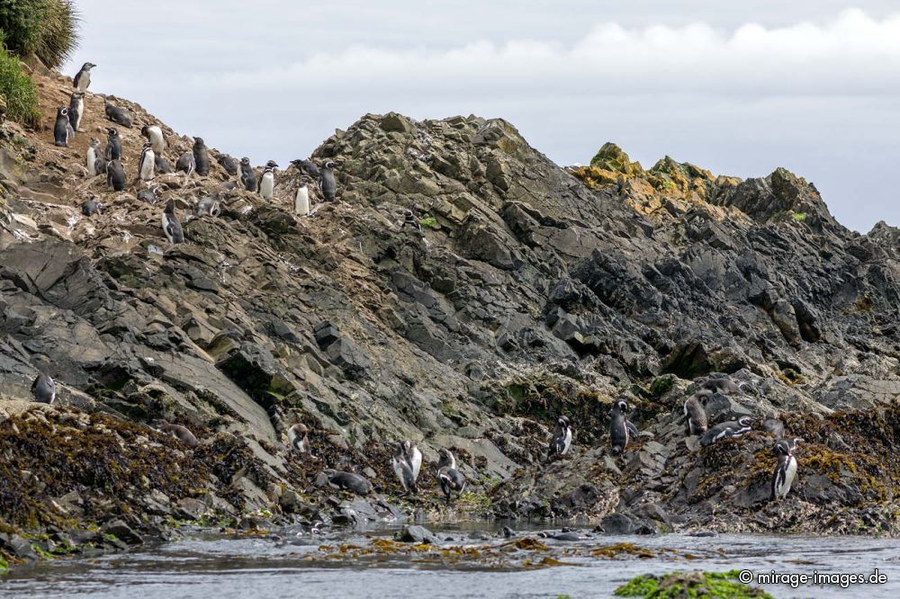 Penguin in  Islotes de Puñihuil Natural Monument
Chiloé
