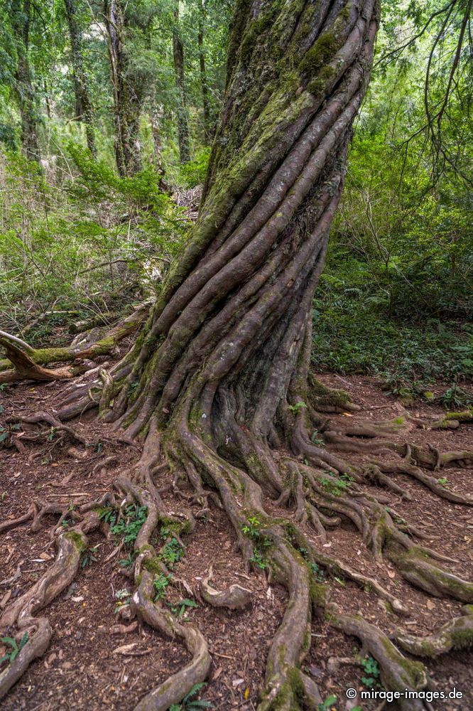 Twisted Tree
Parque Nacional Huerquehue
