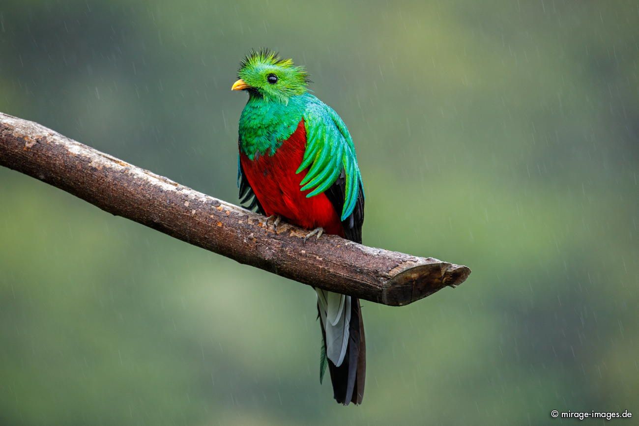 Quetzal
Parque Nacional Los Quetzales
