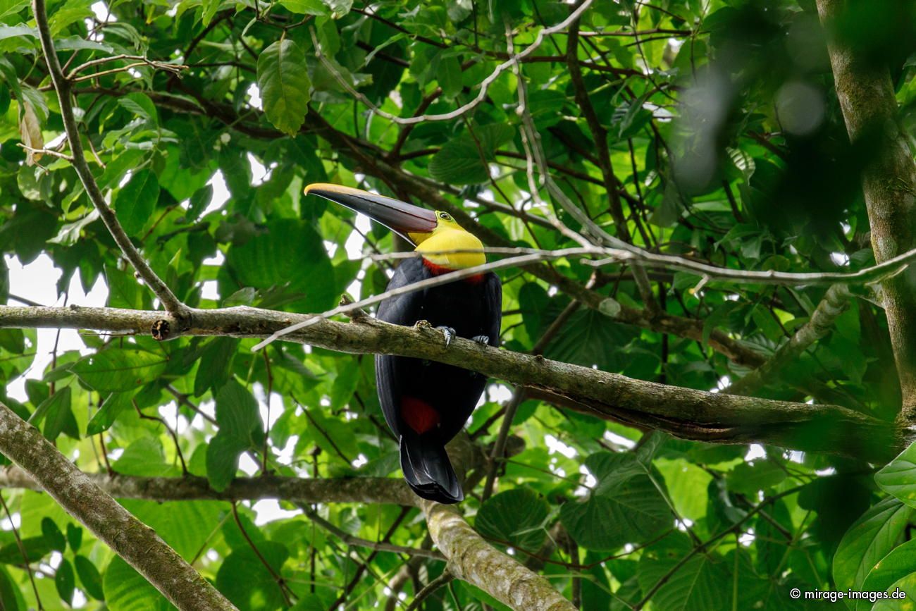 Regenbogentukan
Parque Nacional Corcovado
Schlüsselwörter: animals1