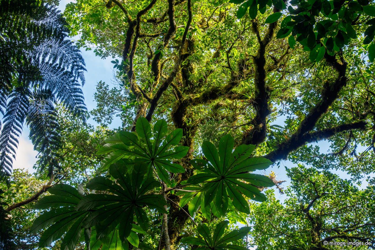 Tropical Rainforest
Guanacaste Selvatura Park
