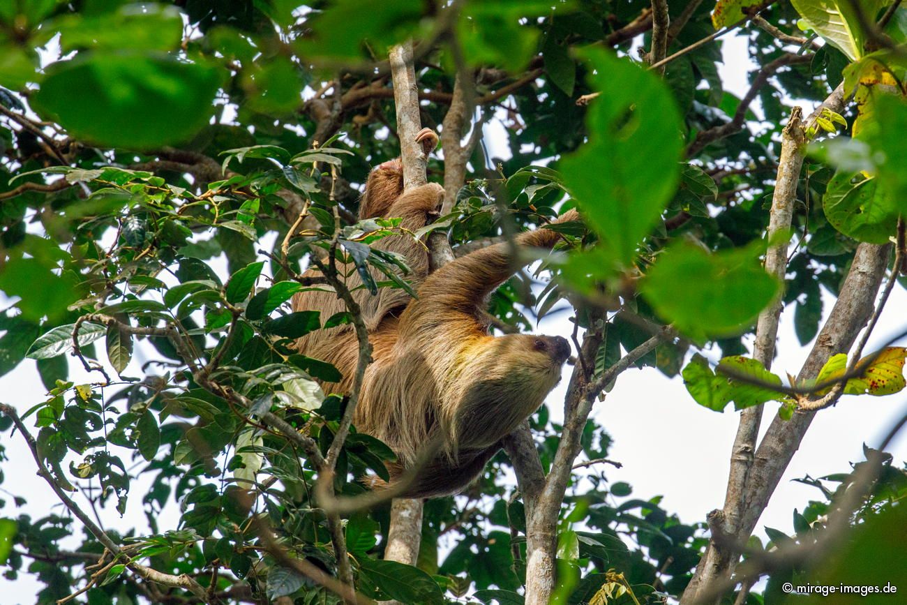 Faultier Sloth
Parque Nacional cahuita
Schlüsselwörter: animals1