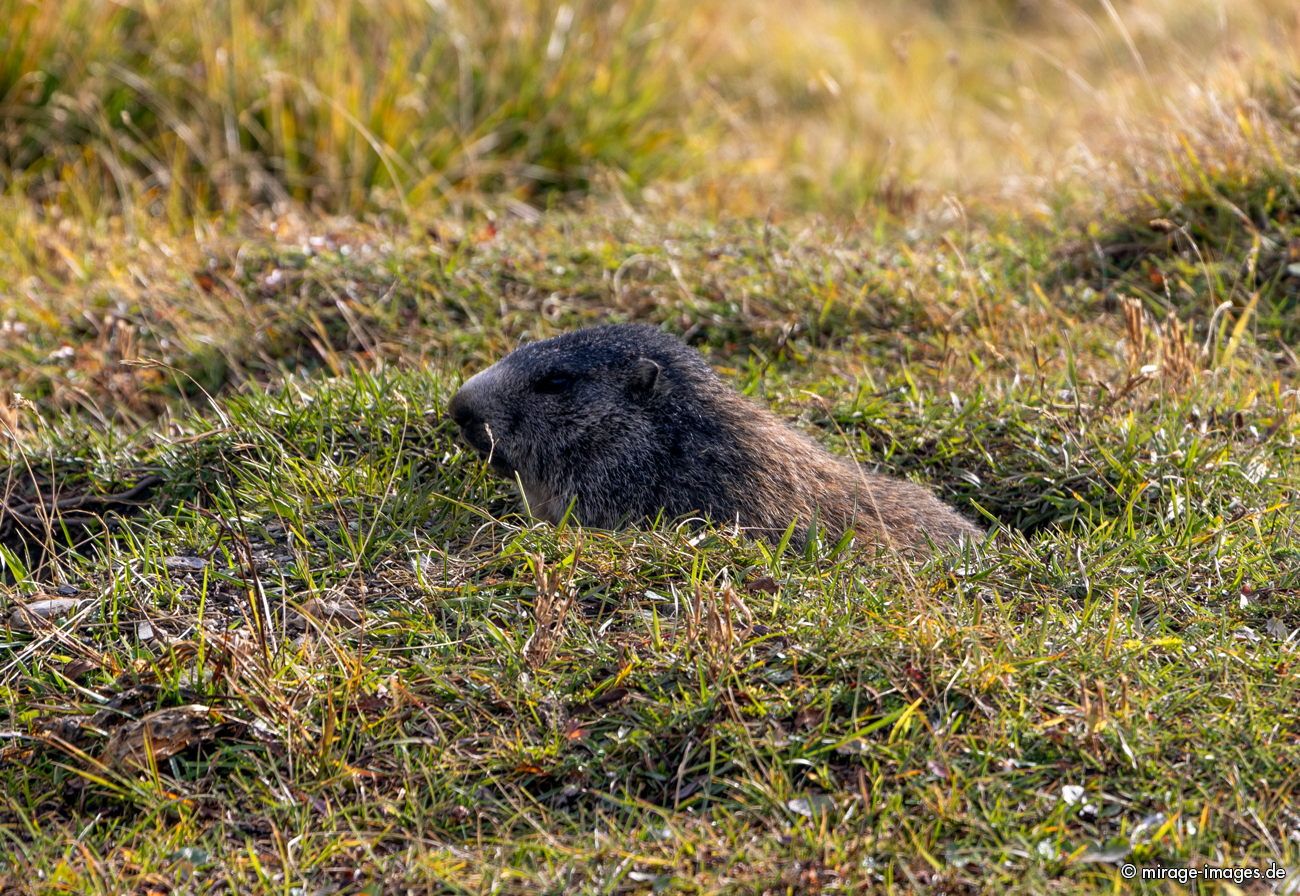 Marmot
Greina Plateau
Schlüsselwörter: animals1